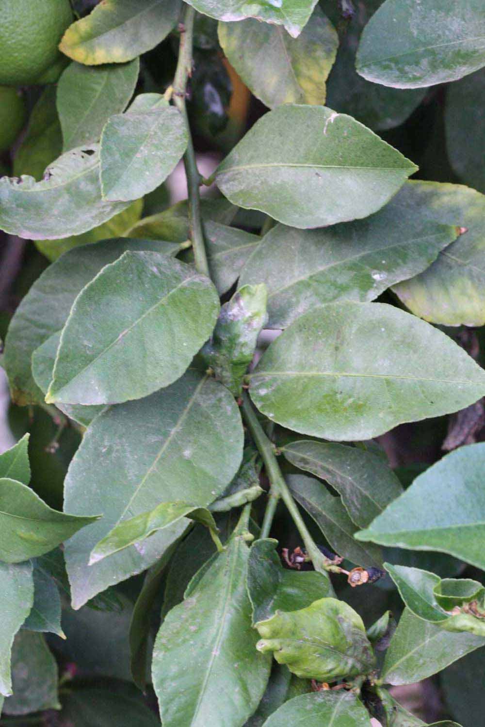              Shade leaves (Riverside, CA)       